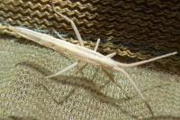 Chorosoma schillingii