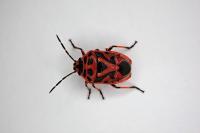 Eurydema ornata
