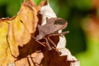 Coreus marginatus