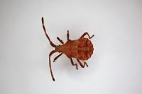 Coreus marginatus