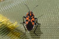 Spilostethus saxatilis