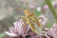 Stictopleurus abutilon