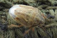 Neottiglossa leporina