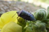 Dolycoris baccarum