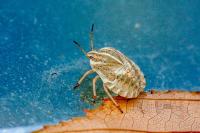 Graphosoma italicum