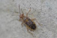 Liorhyssus hyalinus