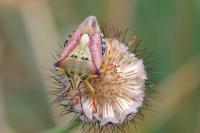 Carpocoris purpureipennis