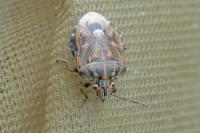 Holcogaster fibulata