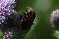 Spilostethus saxatilis