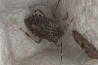 Halyomorpha halys