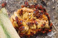 Pyrrhocoris apterus