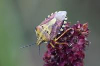 Carpocoris purpureipennis