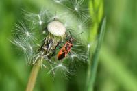 Corizus hyoscyami