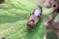 Heterogaster cathariae