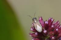 Heterogaster artemisiae