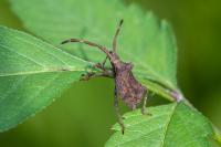 Coreus marginatus