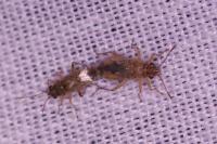 Nysius