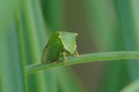 Stictocephala alta