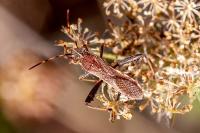 Camptopus lateralis