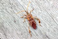 Leptoglossus occidentalis