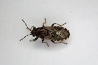 Heterogaster urticae