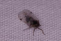 Cixius