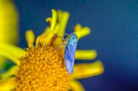 Cicadella viridis