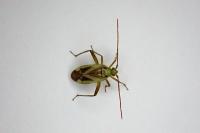 Adelphocoris lineolatus