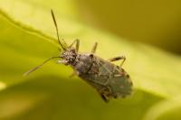 Liorhyssus hyalinus