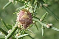 Dolycoris baccarum