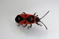 Melanocoryphus albomaculatus