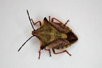 Carpocoris mediterraneus