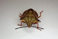 Carpocoris mediterraneus