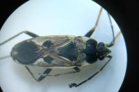 Rhyparochromus vulgaris