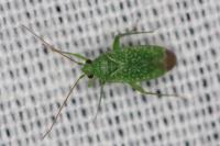 Orthotylus flavosparsus