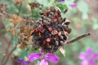 Pyrrhocoris apterus