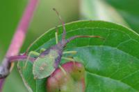 Gonocerus acuteangulatus