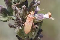 Liorhyssus hyalinus