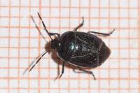 Canthophorus melanopterus