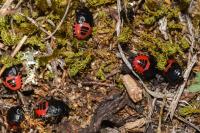 Canthophorus melanopterus