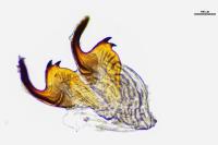Canthophorus melanopterus