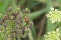 Lygus pratensis