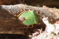 Palomena prasina