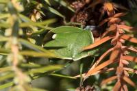Chlorochroa juniperina