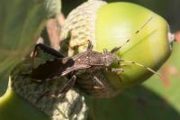 Camptopus lateralis