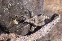 Coranus griseus