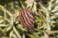 Graphosoma italicum