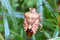 Carpocoris purpureipennis