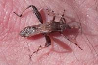 Camptopus lateralis