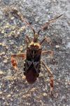 Leptoglossus occidentalis